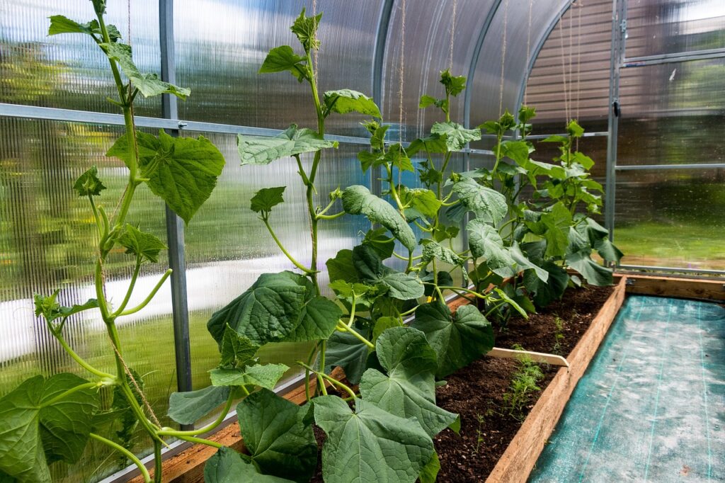cucumbers, bloom, the flowers of cucumbers-5268692.jpg