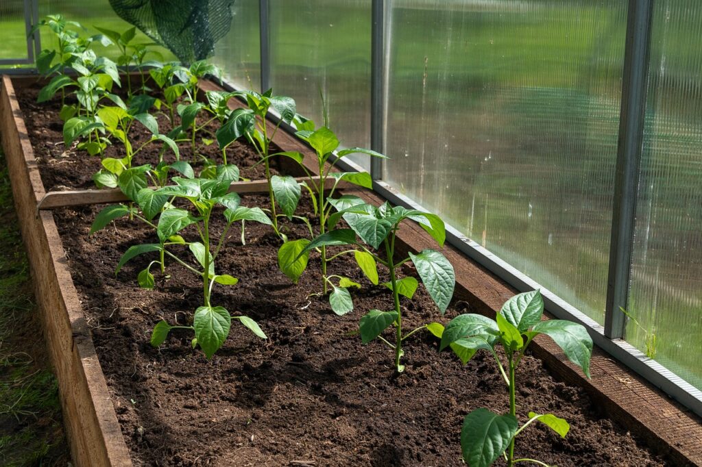 pepper, paprika, seedling-7200198.jpg
